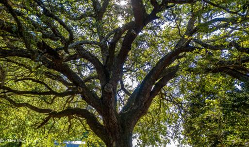 Beautiful Oaks
