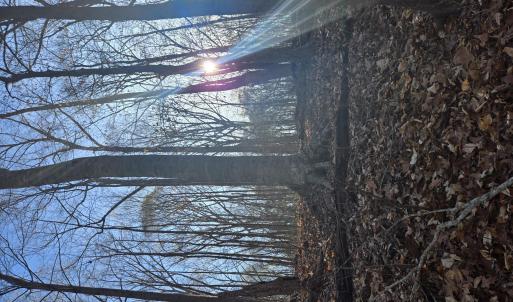 Mature hardwood forest