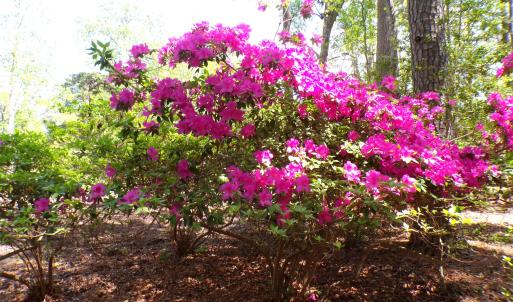 Azaleas on the SW Corner