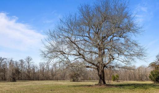 Mature trees