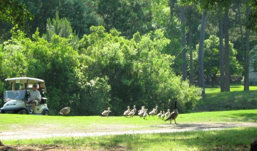 Geese on no 4 fairway at LWFCC 001