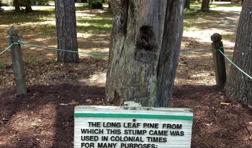 Long Leaf Pine 1