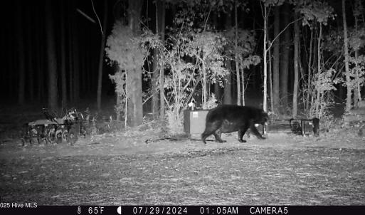 07 29 2024 Bears