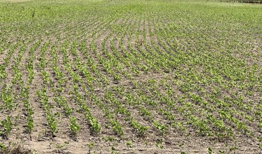 Photo #35 of Sr 1918, Aurora, NC 418.0 acres