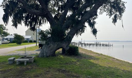 Live Oak Shot