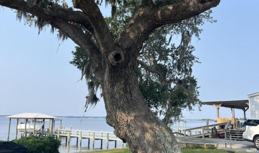 Live Oak