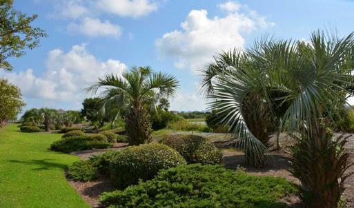 Palm Trees of Ocean Isle Beach NC