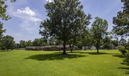 Pecan Trees
