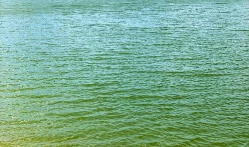 Pond