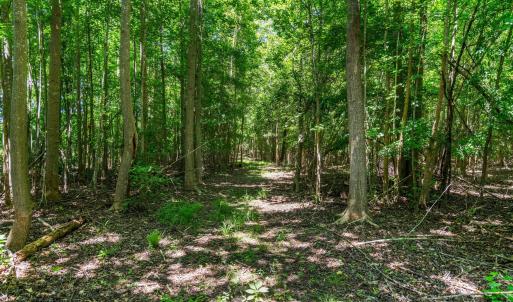 Shaded Nature Path