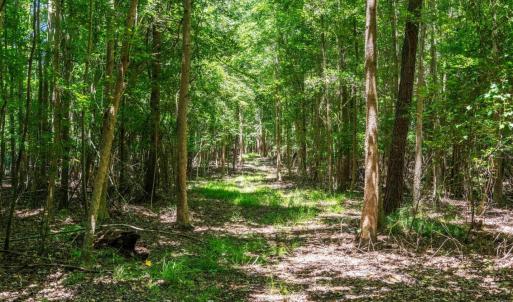 Shaded Nature Path