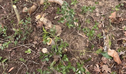 Photo #3 of 310 75th, Oak Island, NC 0.1 acres
