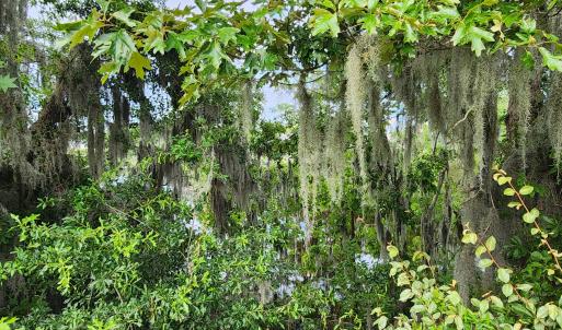 Treeline looking down at water