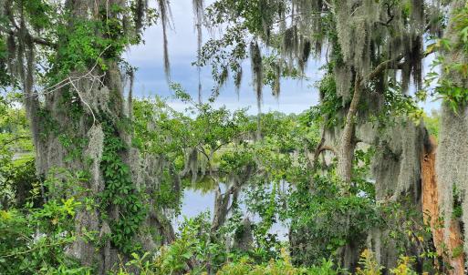 Tree line looking down at water
