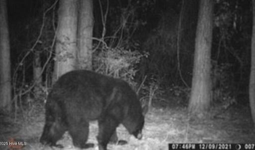 Bear 1