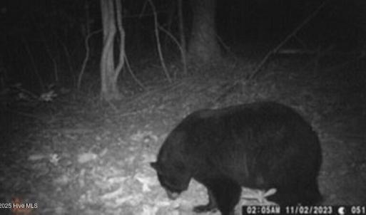 Bear 3