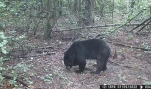 Bear 4