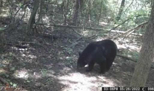 Bear 5