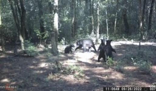 Bears