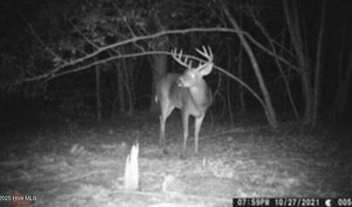 Big deer