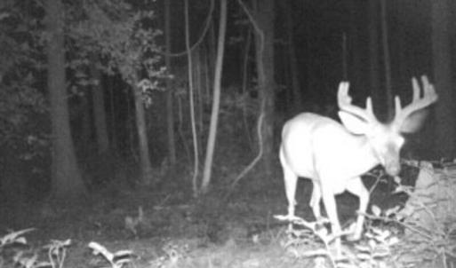Deer 2