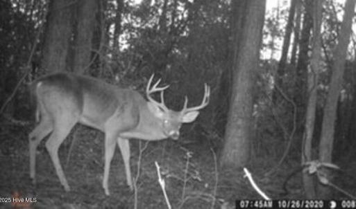 Deer