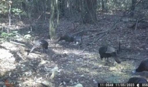 Turkeys 1