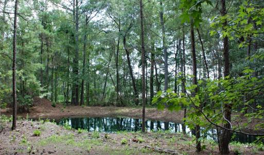 Nature and Pond View
