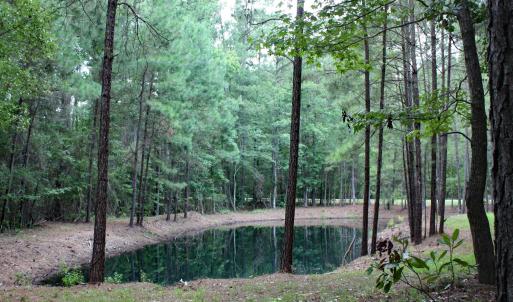 Pond view
