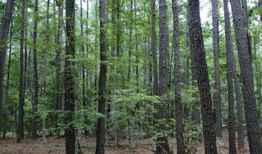 Wooded Homesite on Hanbury Place