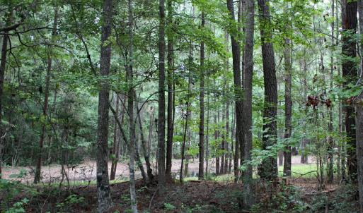Woods and Pond