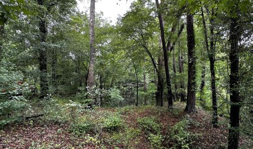 9 mallard wooded 3