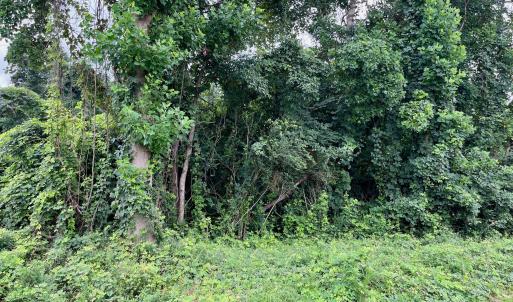 Wooded Lot