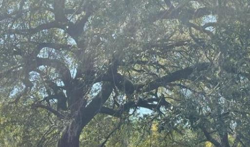 Entrance Tree