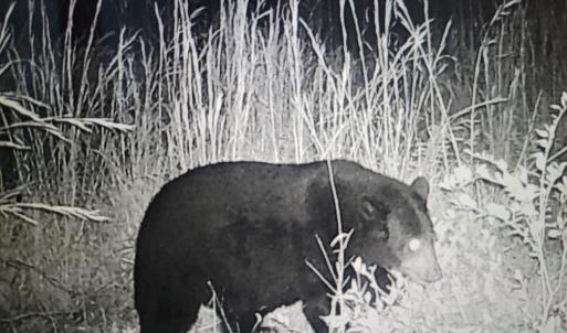 Trail Cam Bear
