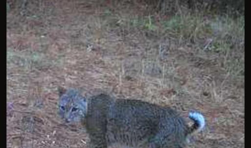 Trailcam Bobcat