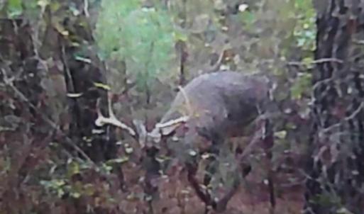 Trail Cam Deer