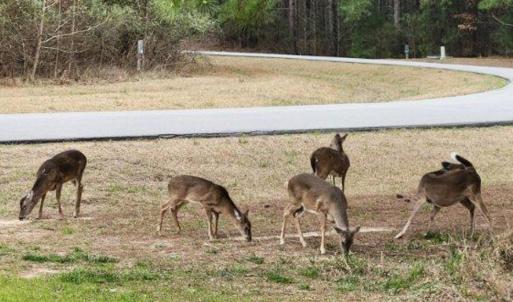 Riversound Deer