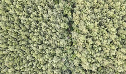 Top aerial timber view