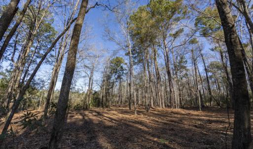 Mixed Pines and Hardwoods