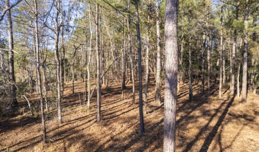 Freshly Forestry Mulched