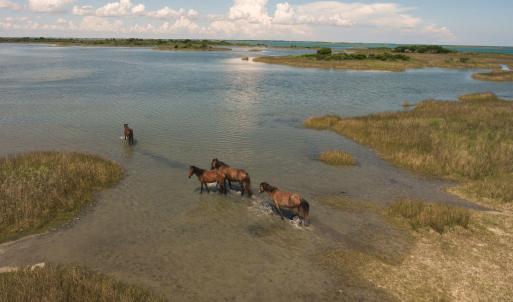 Shackleford Horses