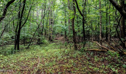 4833-Woods-5