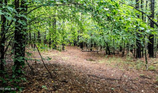 4833-Woods-2