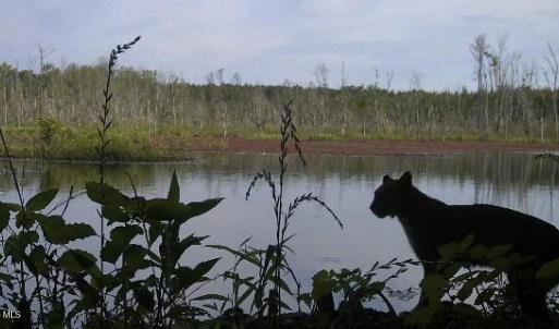 Bobcat