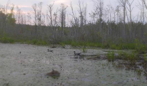Bobcat swimming