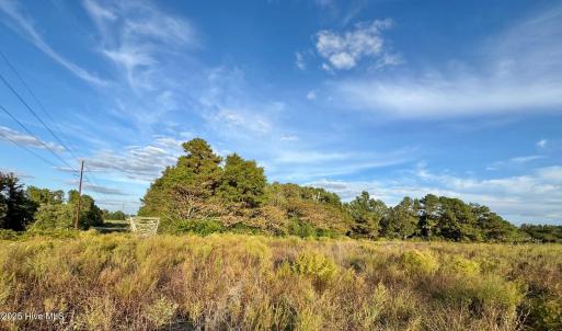 Woods NE Corner of Property