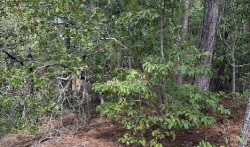 Photo #9 of 106 Parker, West End, NC 0.8 acres