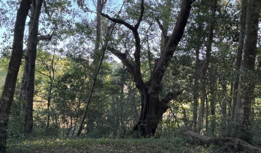 View from middle look back right