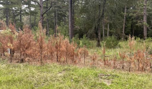 Creek bend pic 5